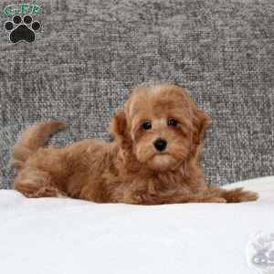 Humpty Dumpty, Maltipoo Puppy